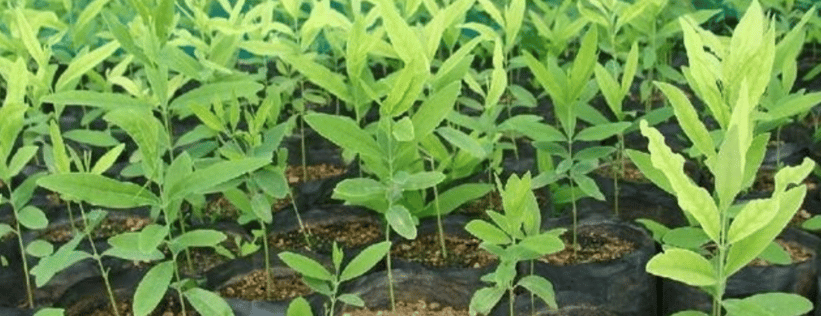 a bunch of plants that are growing in a potted plant