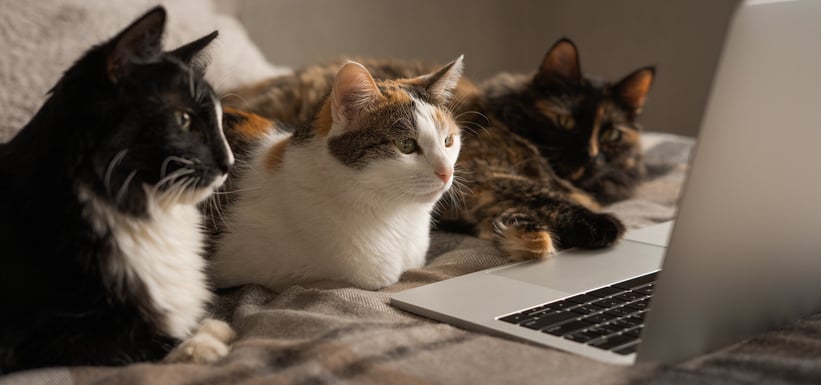 three cats sitting in front of laptop