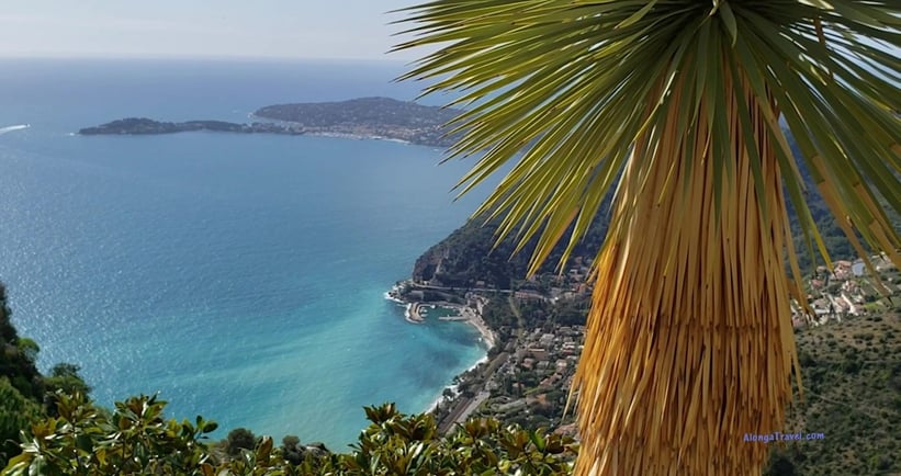 Yucca tree, a representative of Agavaceae plant family is 1 of many plants in Jardin Exotique D'Eze