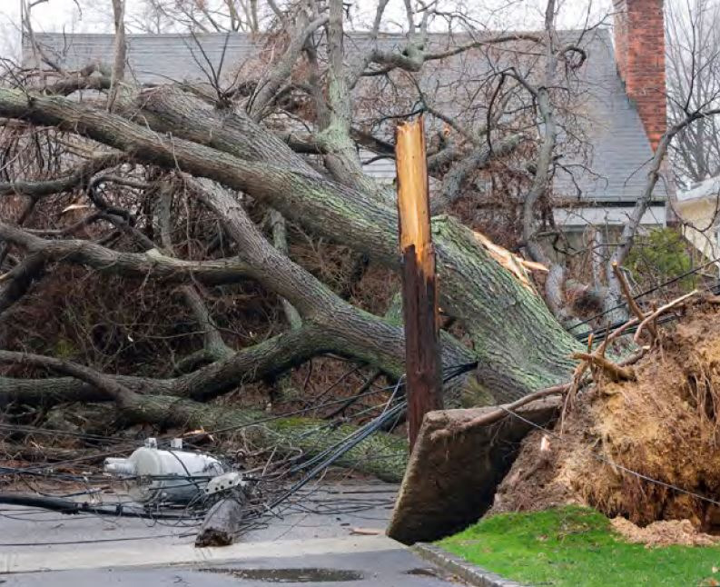 Large number of trees snapped after Hurricane Michael (2018) (Image source: Florida Forest Service)