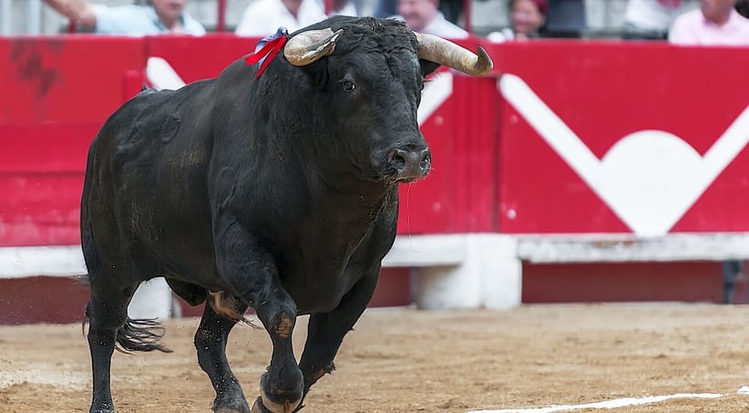 spanish bulls