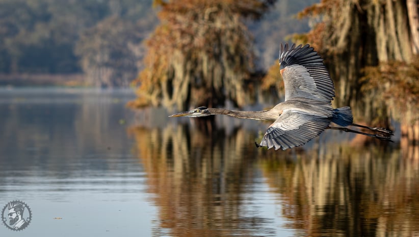 greeat blue heron in flight with spanish moss covered cypress trees in background