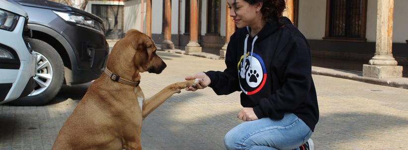 Evaluación de conducta canina