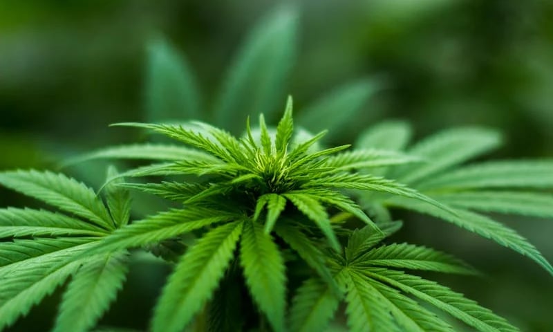Cannabis plant