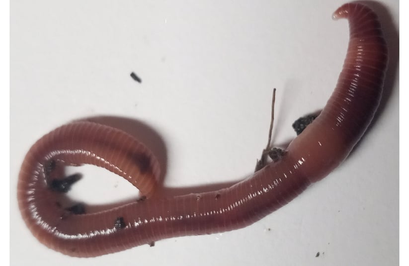 blog Redworms ( Eisenia fetida)