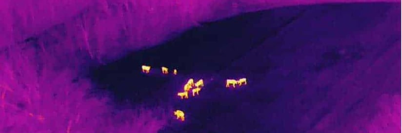 comptage animaux drone thermographie