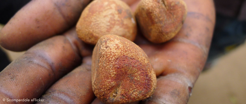 Graines de palmier touloucouna