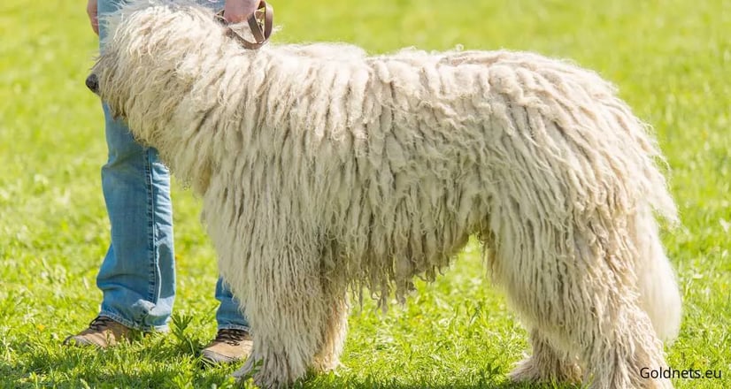 Komondor Kutyafajta