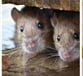 Rodents in Cavities throughout your home