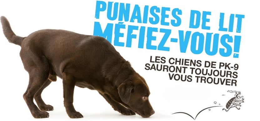 Punaises de lit Méfiez Vous ! Les chiens de PK-9 sauront toujours vous trouver