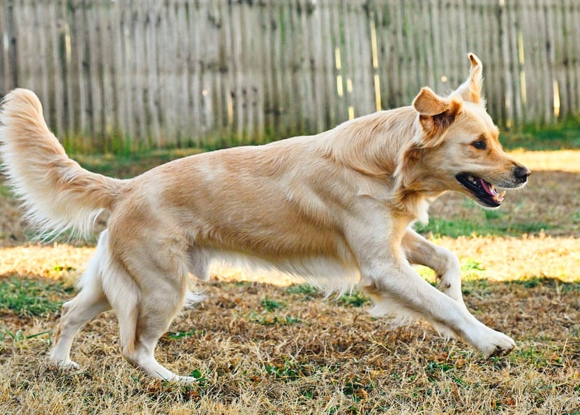 a golden retriever running through the grass in a fenced backyard