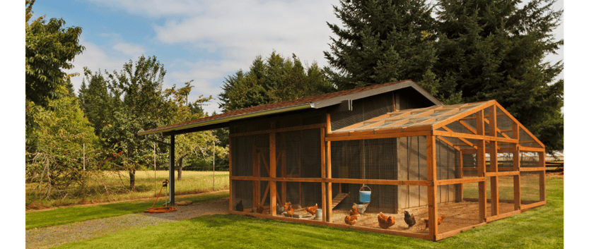 Chicken Coop