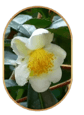 Camellia Sinensis  image