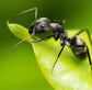 ant on a leaf black ants can cause issues in roofs left un-treated