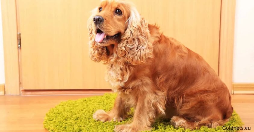 angol cocker spániel kutyafajta