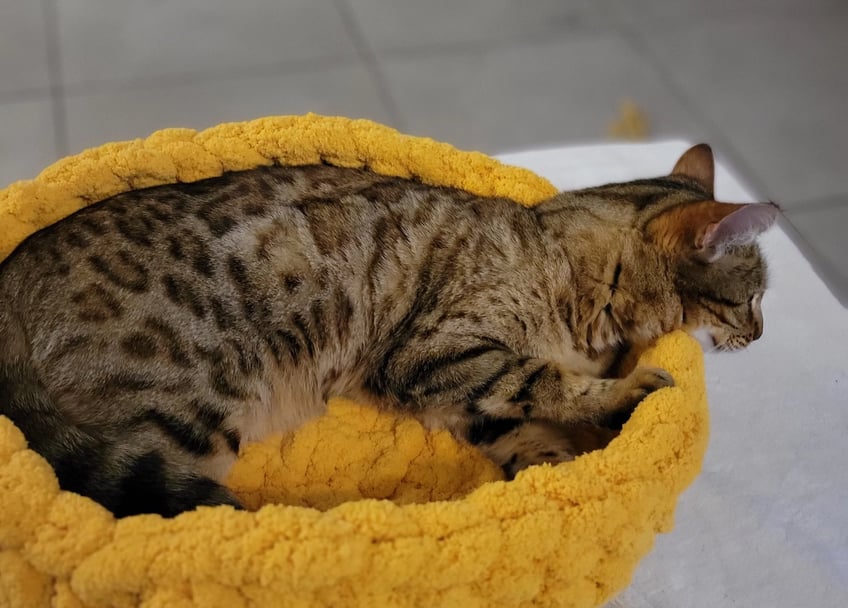 lit chat bengal main coon panier chat chaton aalessa