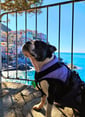 Yoki overlooking the coloured buildings of Manarola.