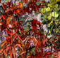 Acer digital and textured photo montage 1