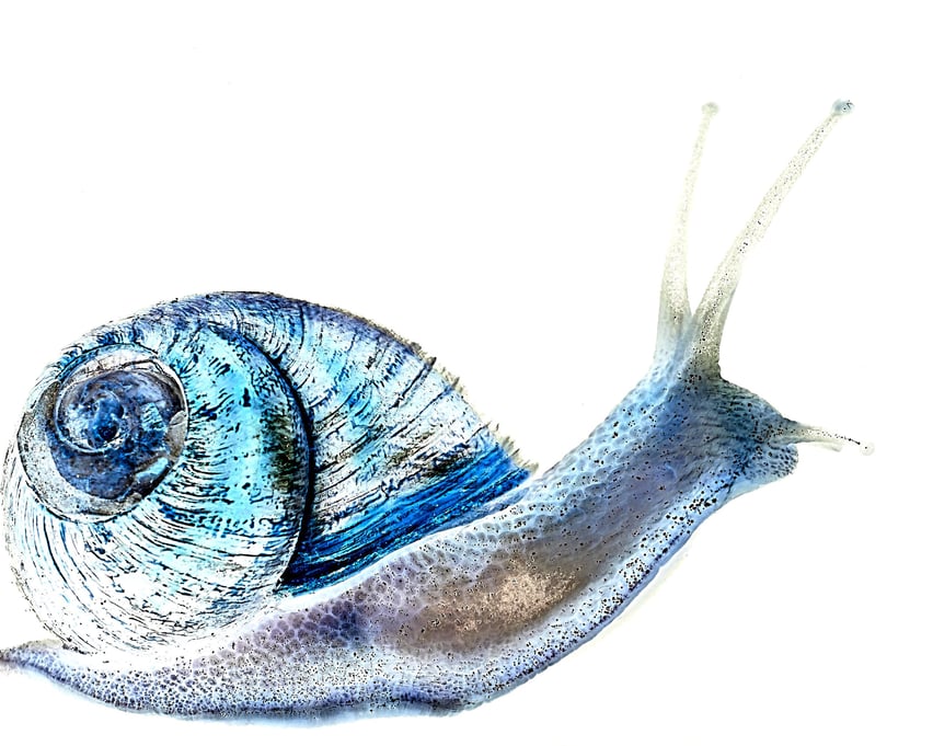 "lumaca" -"the time's slowness"-"snail" "foto" "photography"