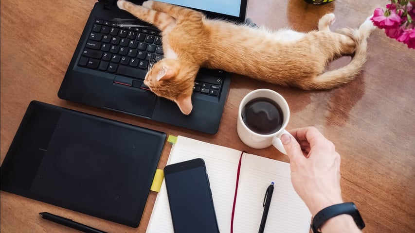 Decoração e layout ideal para pet shop em casa