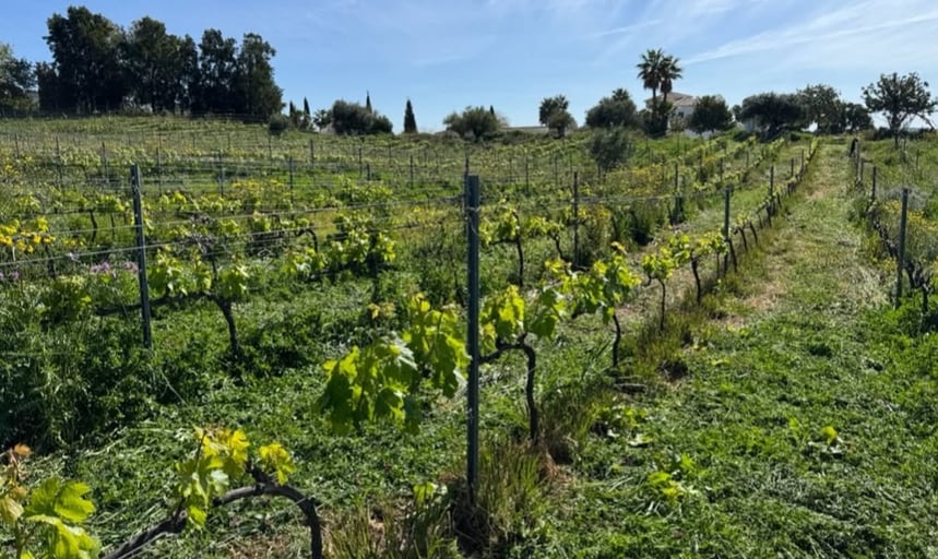 Mythopia - Curve Wines