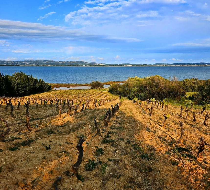Mythopia - Curve Wines