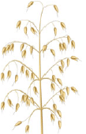 Plante à fleur herbacée - Avoine 