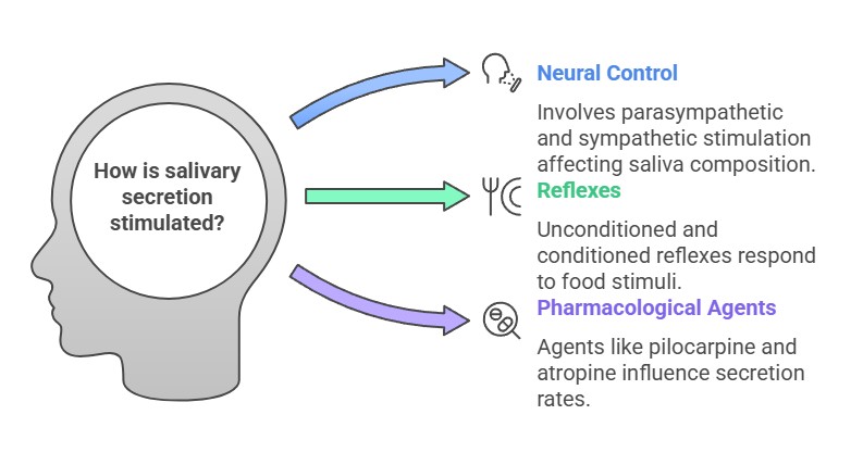 factors stimulating saliva secretion