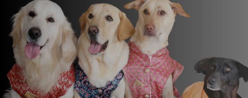 Founder of Cosmic Pet Care with rescue dogs – creating a home for the Pawdashians