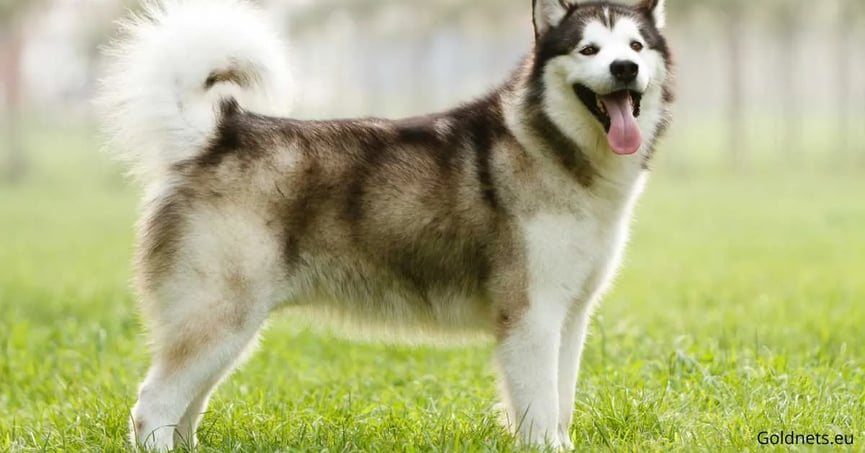 The Alaskan Malamute: The beautiful and strong dog breed