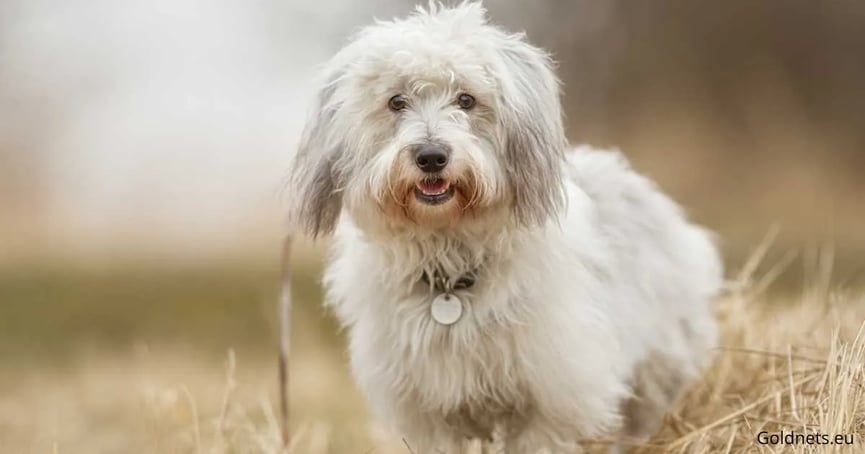Coton de Tulear kutyafajta