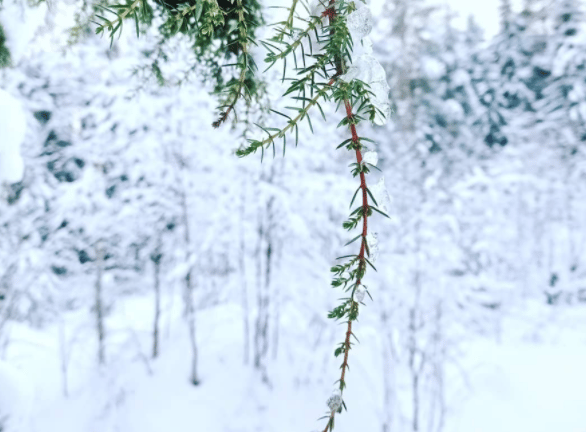 luontoyhteys, ratkaisukeskeinen, terapeuttinen keskustelutuki, ammatillinen keskustelutuki,