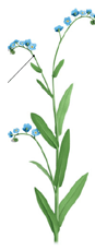 Plante à fleur – Cyme unipare de myosotis 