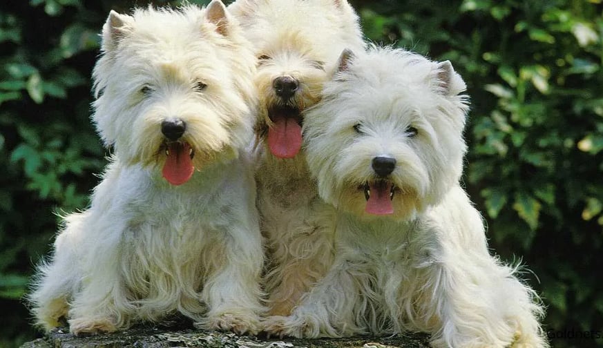 West Highland White terrier kutyafajtáról