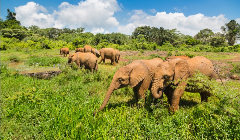 David Sheldrick Wildlife Trust, Nairobi