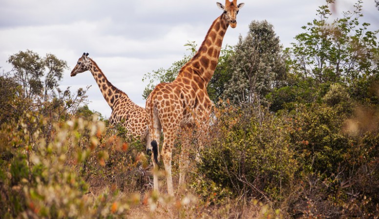 Giraffe Centre, Nairobi
