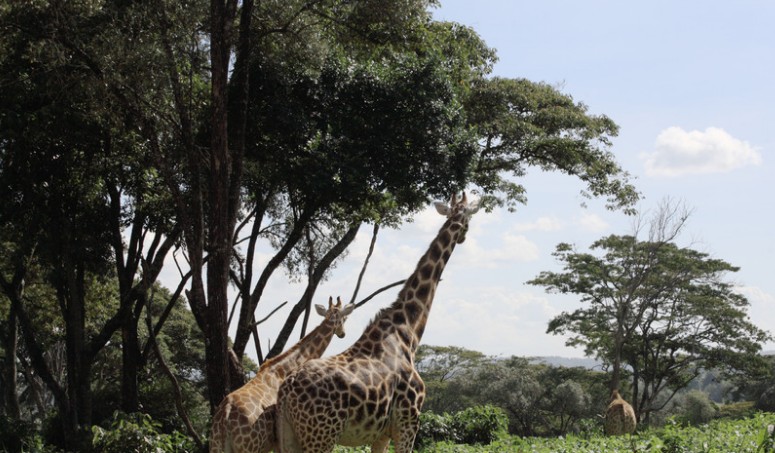 Karura Forest Reserve, Nairobi