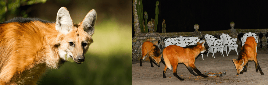 Maned Wolves Not as Scary as They Seem