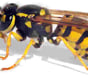 aggressive wasps rest on surfaces looking for food resources