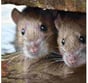 Rodents in Cavities throughout your home