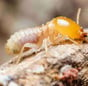 unwanted termites near your home eating your house