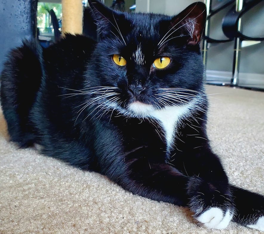 Beautiful black cat sitting with legs crossed, staring just past the camera
