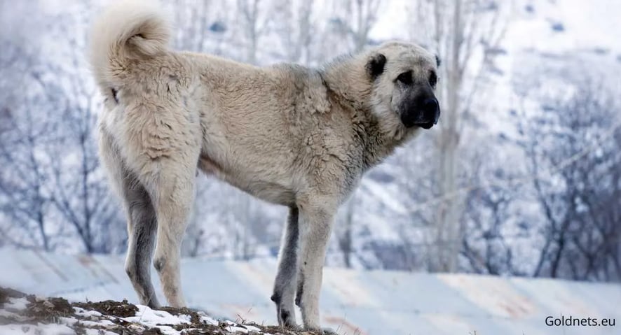 A Kangal kutya: A török őrzők csodálatos világa