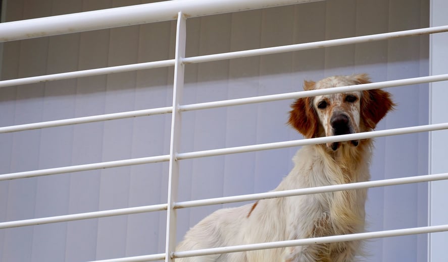Dog looking through balcony rail. Photo by Stötzer Balázs