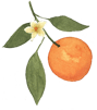 orange with green leaves and orange blossom