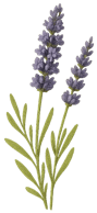 lavender illustration