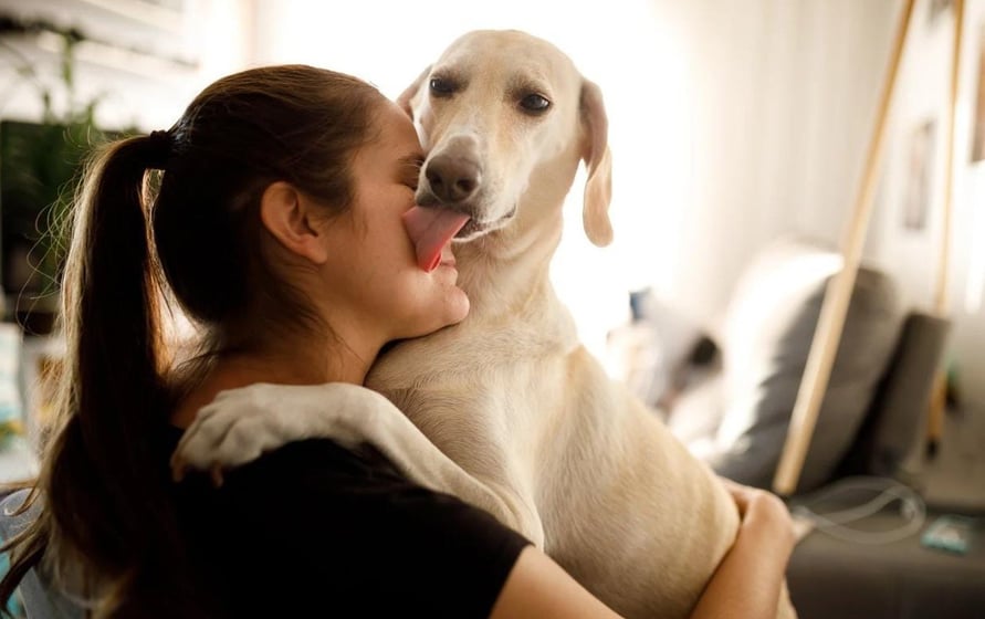 Por que meu cachorro me lambe Veja o que significa