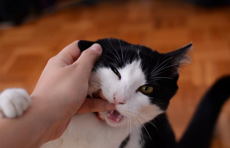 Gato me mordeu, o que fazer
