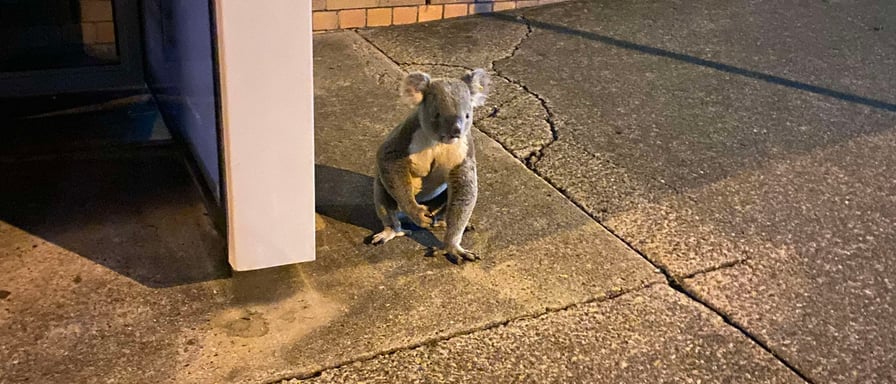 an out of place koala