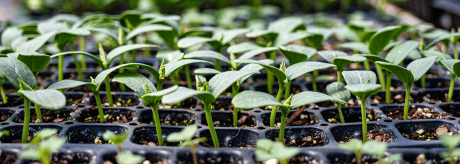 A group of seedlings sprouted